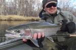 Muskegon River Steelhead