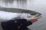 Muskegon River Steelhead