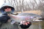 Muskegon River Steelhead