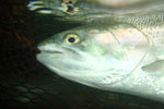 In the Net, Underwater Shot