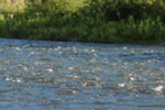 Fly Fishing the Wade Section of the Madison