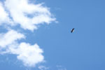 Bald Eagle along the Madison River, Montana