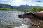 Nice Rainbow Trout at the Slide In of the Madison