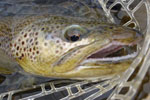 Brown Trout Fly Fishing, Madison River