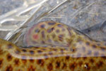 Brown Trout Fly Fishing, Madison River