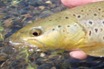 Brown Trout Madison River, Montana