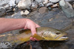 Brown Trout Madison River, Montana