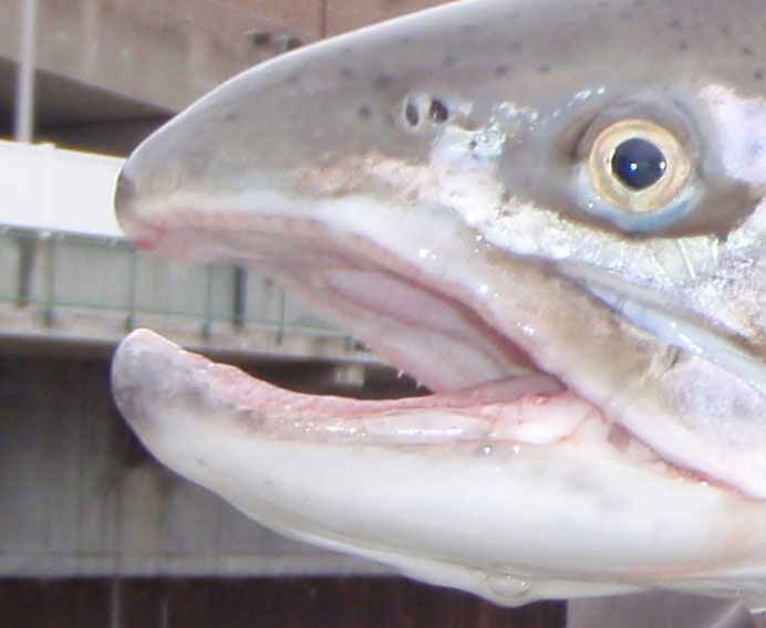 13lb. Steelhead Buck