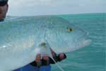 Bluefin Trevally at Christmas Island